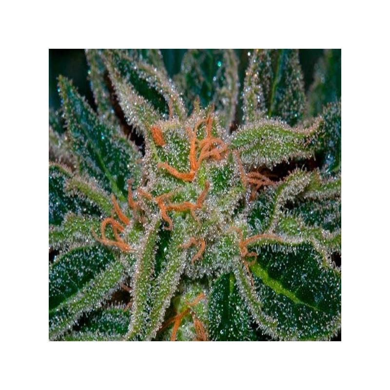 SKUNK XXX · TH Seeds · kenevir tohum · Reg