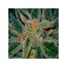 SKUNK XXX · TH Seeds · kenevir tohum · Reg