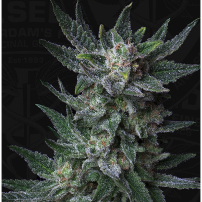 AUTO BUBBLEGUM · TH Seeds · cannabis seeds · AutoFem