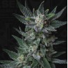 AUTO BUBBLEGUM · TH Seeds · kenevir tohum · Disi · AutoFem
