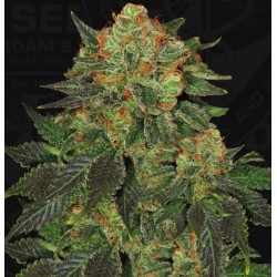 BUBBLEGUM · TH Seeds ·...