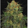 BUBBLEGUM · TH Seeds · cannabis seeds · Fem