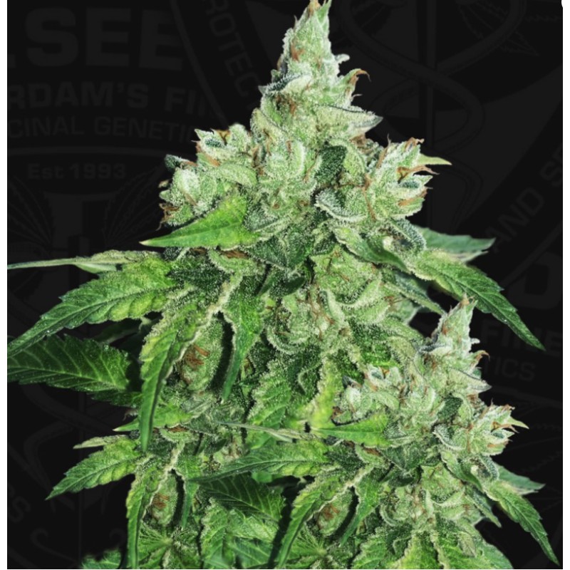 CITRON GIVRE · TH Seeds · cannabis seeds · Fem