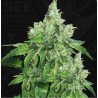 CITRON GIVRE · TH Seeds · cannabis seeds · Fem