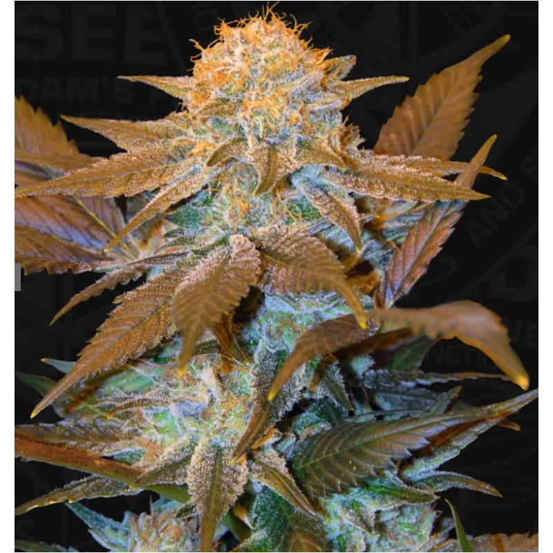 CRITICAL HOG · TH Seeds · cannabis seeds · Fem