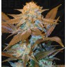CRITICAL HOG · TH Seeds · cannabis seeds · Fem