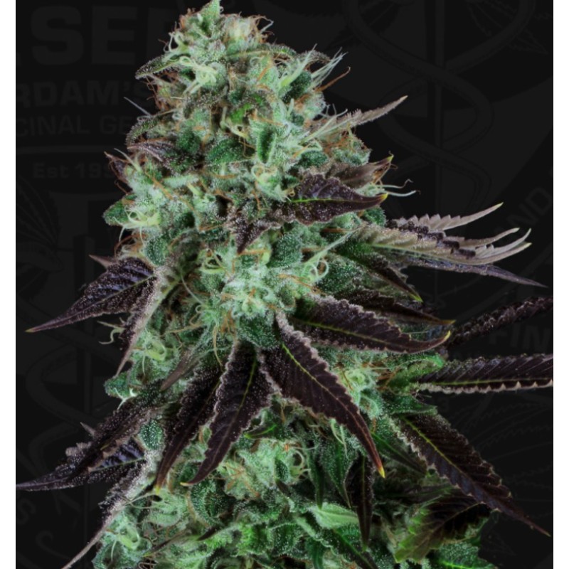 DARKSTAR · TH Seeds · cannabis seeds · Fem