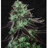 DARKSTAR · TH Seeds · cannabis seeds · Fem