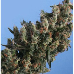 KUSHAGE · TH Seeds ·...