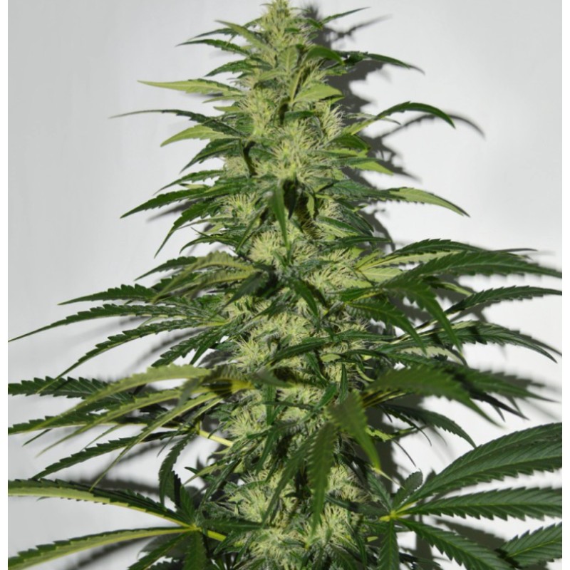 S.A.G.E. · TH Seeds · cannabis seeds · Fem