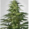 S.A.G.E. · TH Seeds · cannabis seeds · Fem