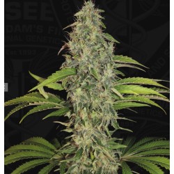 S.A.G.E. CBD · TH Seeds ·...