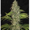 S.A.G.E. CBD · TH Seeds · cannabis seeds · Fem