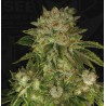 MK ULTRA · TH Seeds · cannabis seeds · Fem