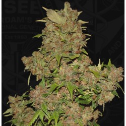 MOB · TH Seeds · cannabis...