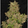 MOB · TH Seeds · cannabis seeds · Fem
