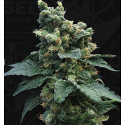 SAGE N SOUR · TH Seeds ·...