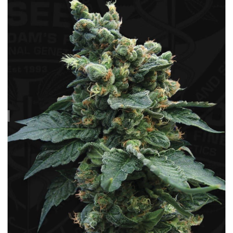 SAGE N SOUR · TH Seeds · cannabis seeds · Fem