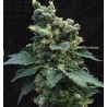 SAGE N SOUR · TH Seeds · cannabis seeds · Fem
