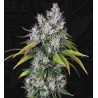 UNDERDAW OG · TH Seeds · cannabis seeds · Fem