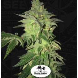 SHILOH Z · TH Seeds ·...