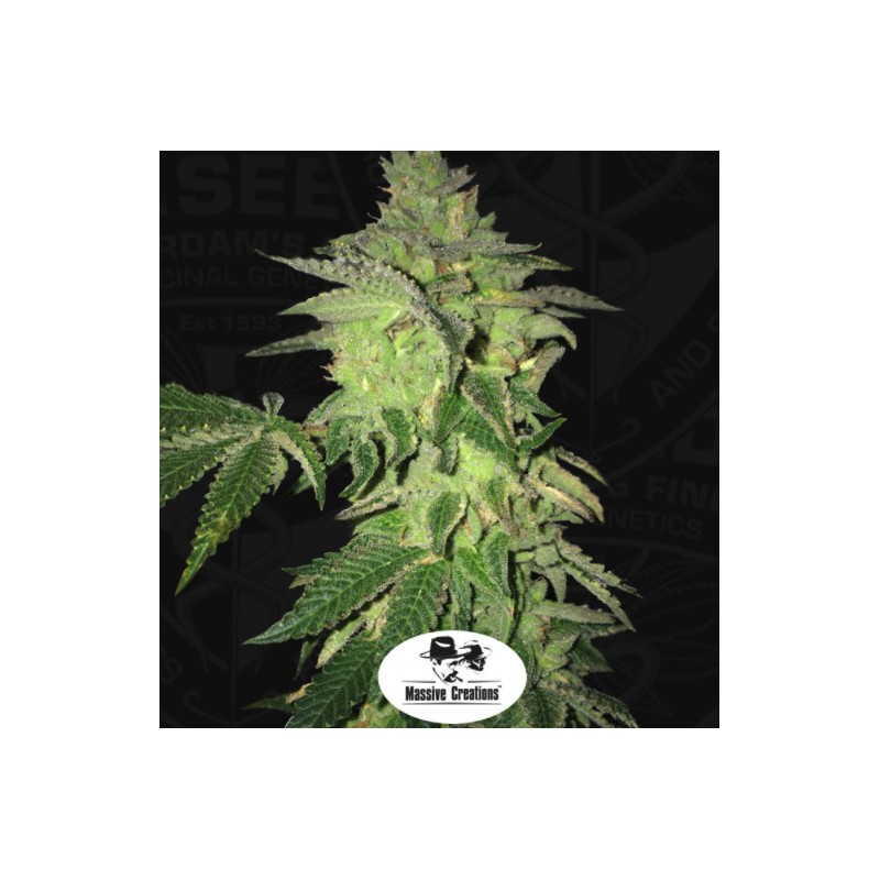 SHILOH Z · TH Seeds · cannabis seeds · Fem