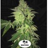 SHILOH Z · TH Seeds · cannabis seeds · Fem