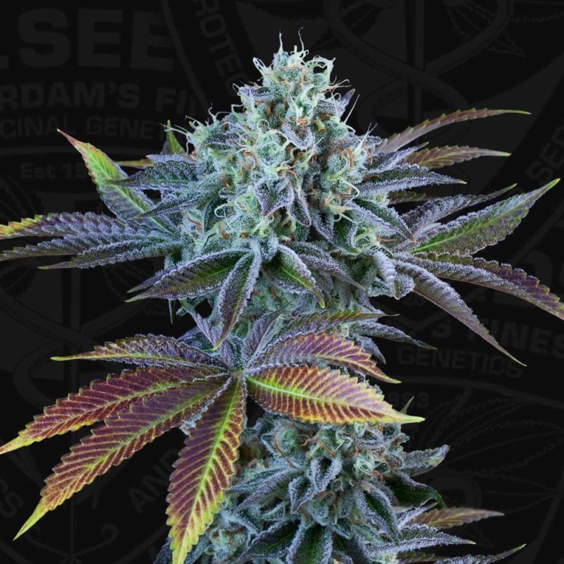 AUTO FRENCH COOKIES · TH Seeds · cannabis seeds · AutoFem