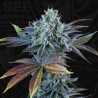 AUTO FRENCH MACARON · TH Seeds · cannabis seeds · AutoFem
