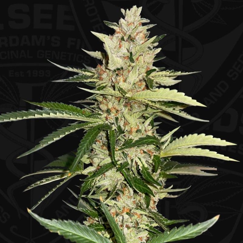 BANANA CANDY KRUSH · TH Seeds · cannabis seeds · Fem