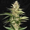 BANANA CANDY KRUSH · TH Seeds · cannabis seeds · Fem