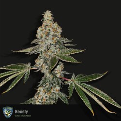BEASTY · TH Seeds · kenevir...