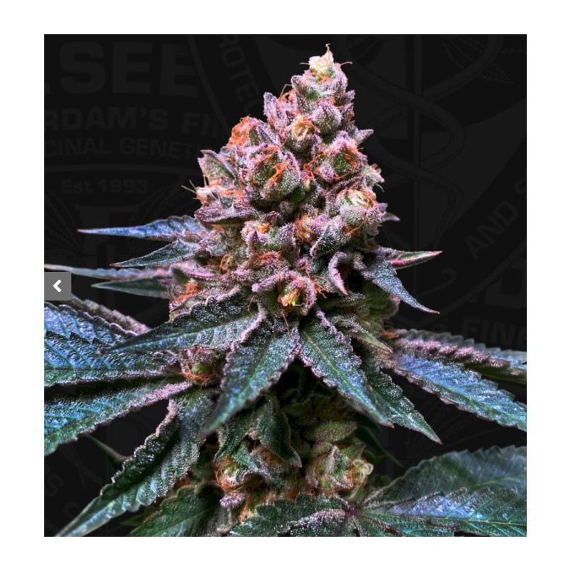 BLACK APPLE HITCHCOCK · TH Seeds · cannabis seeds · Fem