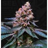 BLACK APPLE HITCHCOCK · TH Seeds · cannabis seeds · Fem
