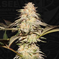 BUBBLEBANANAGUM · TH Seeds...