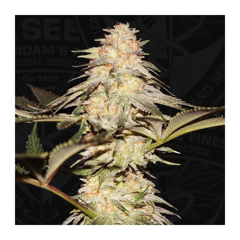 BUBBLEBANANAGUM · TH Seeds · kenevir tohum · Disi · Fem
