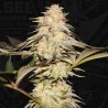BUBBLEBANANAGUM · TH Seeds · cannabis seeds · Fem