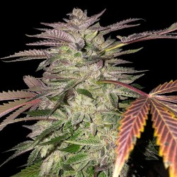 GELATO CAKE · TH Seeds ·...