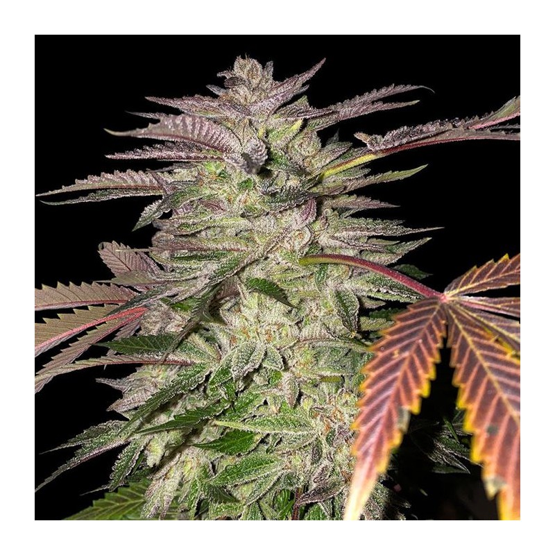 GELATO CAKE · TH Seeds · cannabis seeds · Fem