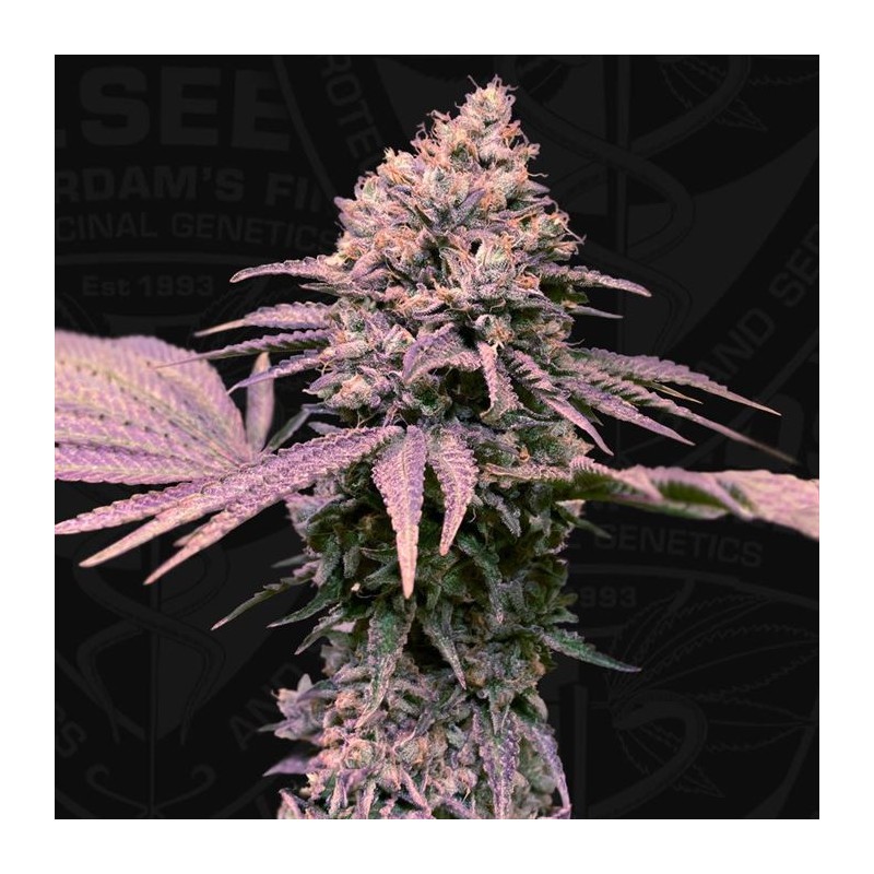 LONDON MINT CAKE · TH Seeds · cannabis seeds · Fem