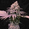 LONDON MINT CAKE · TH Seeds · cannabis seeds · Fem