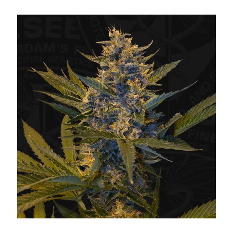 MELONSICLE · TH Seeds · kenevir tohum · Disi · Fem