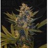 MELONSICLE · TH Seeds · cannabis seeds · Fem