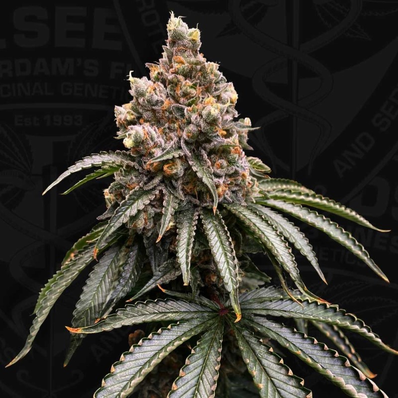 MONA LISA  · TH Seeds · cannabis seeds · Fem