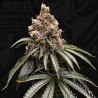 MONA LISA  · TH Seeds · cannabis seeds · Fem