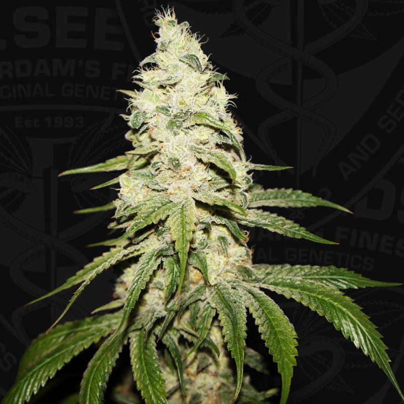 MONT BLANC · TH Seeds · cannabis seeds · Fem
