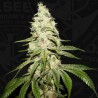 MONT BLANC · TH Seeds · cannabis seeds · Fem