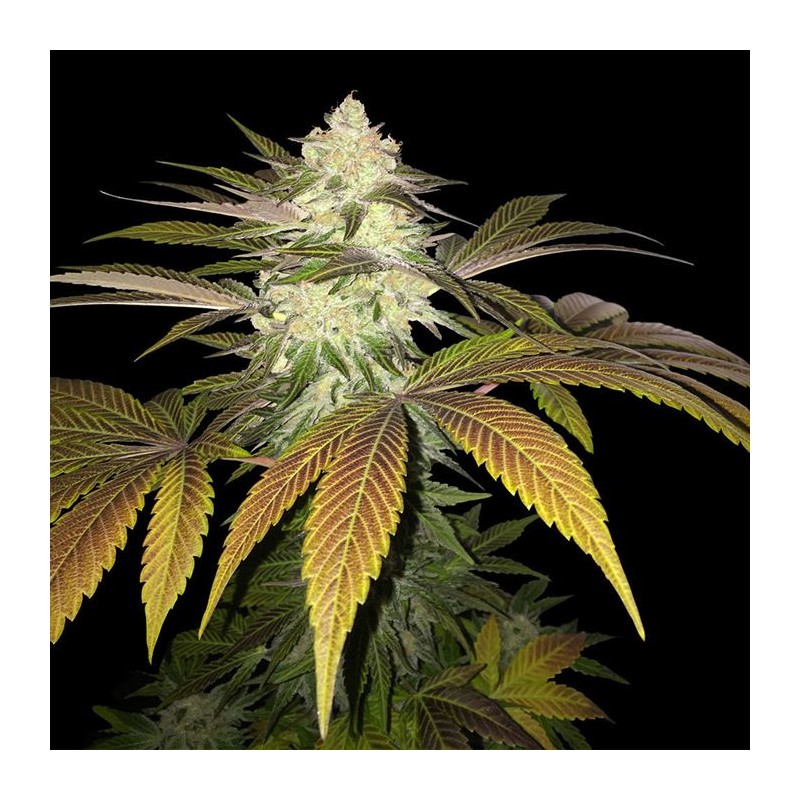 ORANGESICLE · TH Seeds · kenevir tohum · Disi · Fem