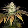ORANGESICLE · TH Seeds · cannabis seeds · Fem