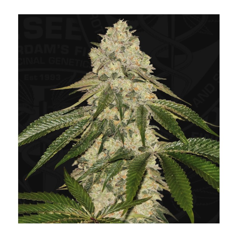 PISTHASH · TH Seeds · cannabis seeds · Fem